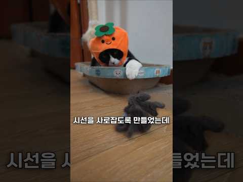 다이소 고양이 무선 장난감 강화하기