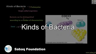 Kinds of Bacteria