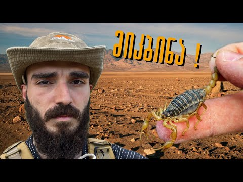 შხამიანმა მორიელმა მიკბინა ! ვიჭერ საქართველოში მობინადრე ყველაზე დიდ შხამიან მორიელს