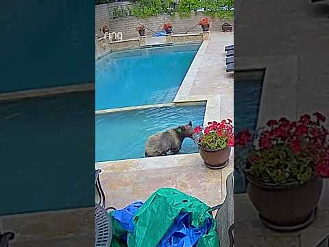 Bear Goes Swimming!