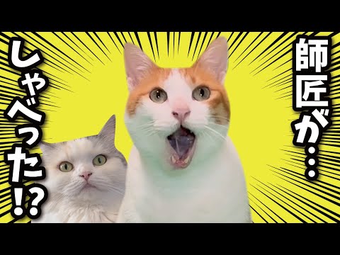 犬とお別れの日…ついに師匠が！！！！！！！！！！【関西弁でしゃべる猫】【猫アテレコ】