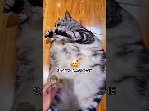 🐱 Gatto panzone (PARTE 2)