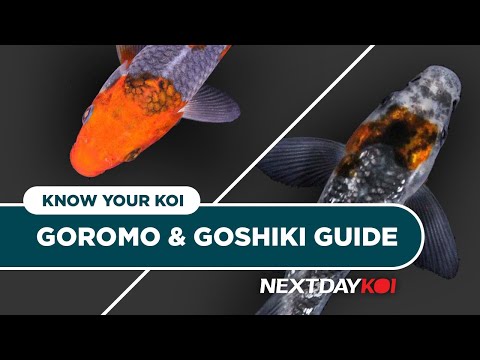 Goromo & Goshiki Koi | Know Your Koi Episode 5 | N Combining one of the oldest koi variations, the Asagi, with two of the most well-known variations, 