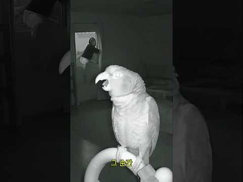 도둑을 쫓아낸 영웅 앵무새의 놀라운 행동