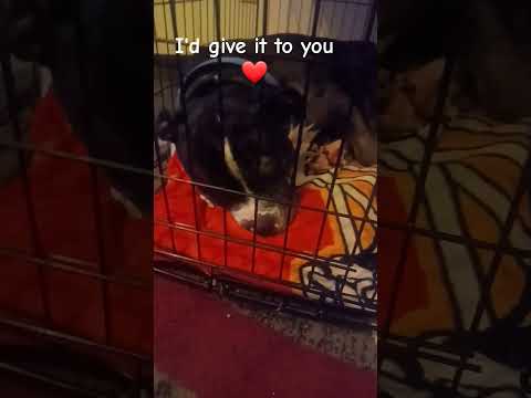 You're Spots Angel Cake❤️||#cuteanimal#cutedog