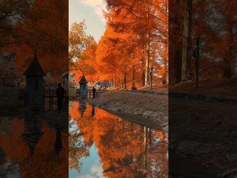 秋散歩のお供に🎧 #autumnsong #秋の音楽 #紅葉