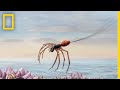 The Amazing Flight of Spiders