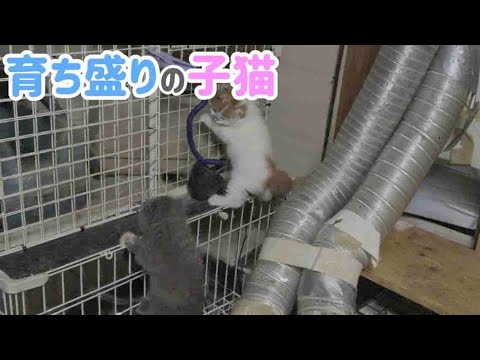 猫の動画サムネイル - スコティッシュフォールドの子猫が可愛すぎる！癒しの仕草・鳴き声・日常の癒し系猫動画｜大阪の猫ブリーダー