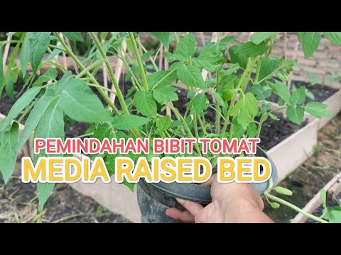 Cara pemindahan bibit tomat ke media raised bed