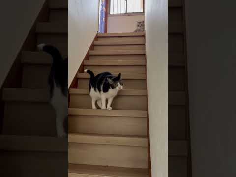 バズってるだるまさんがころんだをうちの猫で試してみた!#猫だるまさんがころんだ#多頭飼い#保護猫