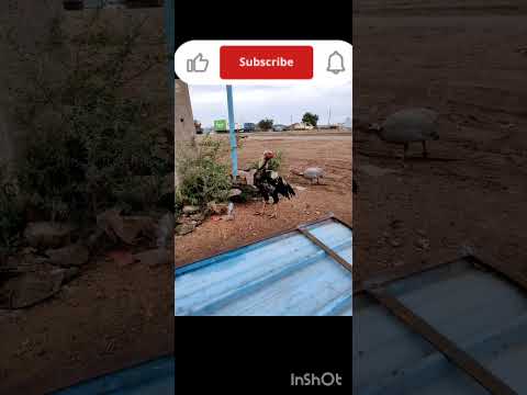 murge ki video fighter#Khatarnak murga 🐓🐓🐓🐔🐔🐔🐔 Khatarnak murge ki fighter murge ki