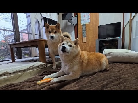 クッションの中身を全部出したのはだれですか？