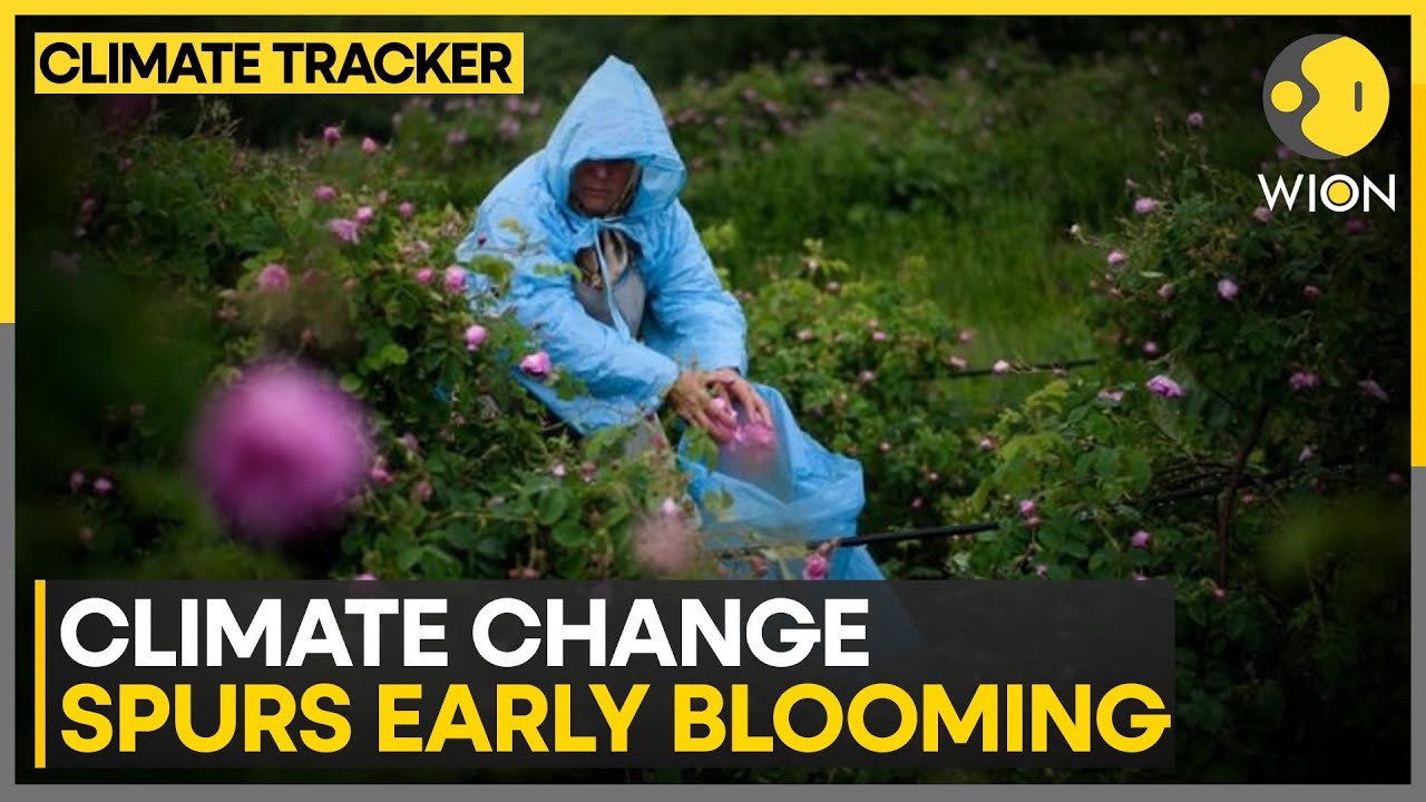 Climate change spurs early blooms in Bulgaria’s historic rose industry | WION Climate Tracker