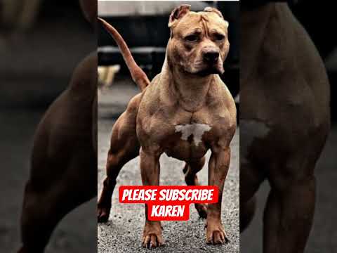 #pitbull #dogbreed #sabse #khatarnak #dog #jaiveeru #song