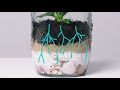 Exploring the Water Cycle Through Terrarium Experiments