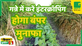 गन्ने में करें इंटरक्रॉपिंग, होगा बंपर मुनाफा | Kisan Bulletin | Sugarcane Farming