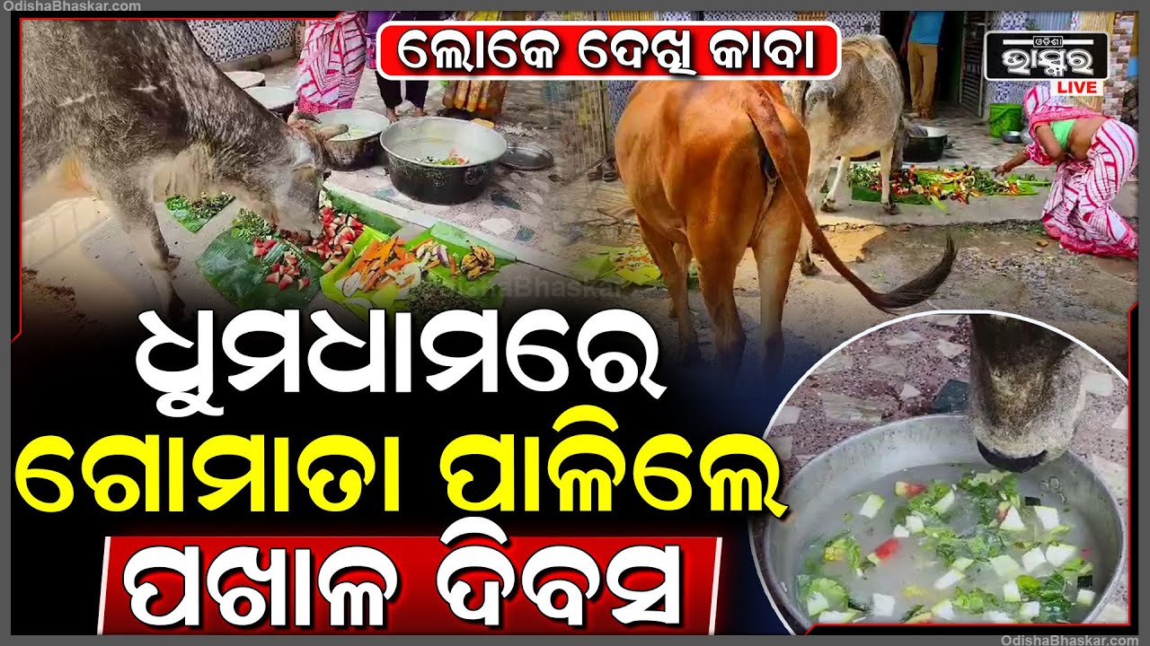 ଭଳିକି ଭଳି ଆଇଟମ ସହ ପଖାଳ ଦିବସ ପାଳନ କଲେ ଗୋମାତା, ଲୋକେ ଦେଖି ହୋଇଗଲେ କାବା ...