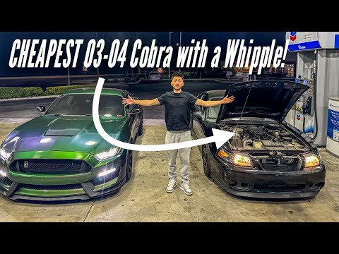 BOUGHT THE CHEAPEST WHIPPLE TERMINATOR COBRA EVER…