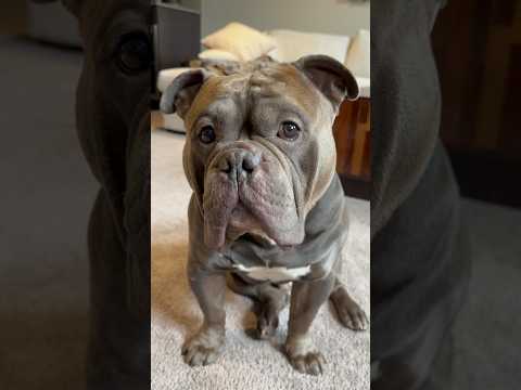 ever ACTUALLY seen a house hippo? #shorts #funny #dog #cute