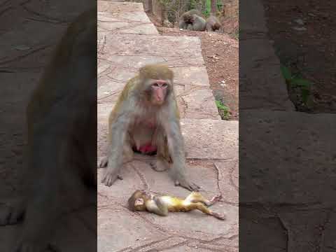 After this, the mother and baby have no more offers to counter the offer? monkey