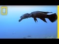 Cichlid Fish Behavior and Competition