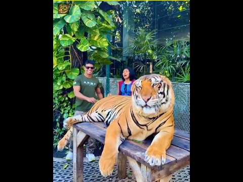 বাঘের কিছু গোপন রহস্য! 🐯🤫 #shorts