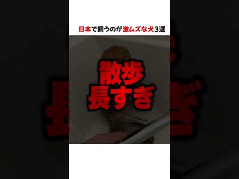 日本で飼うのが激ムズな犬3選