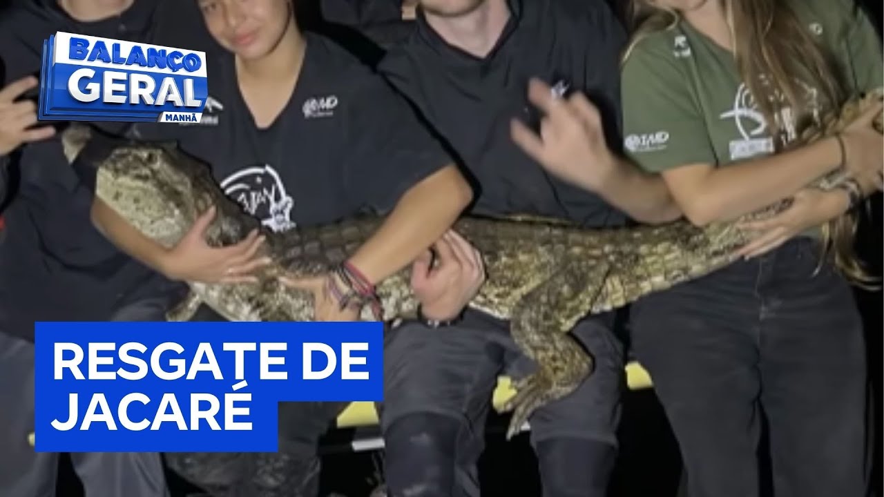 Jacaré do papo amarelo é resgatado em córrego