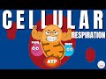 Cellular Respiration Concepts and Processes