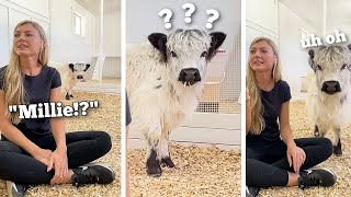 Calling my baby cow when she's right behind me..