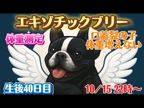 エキゾチックブリー【生後40日目】体重測定に口蓋裂の子が大きくならない!