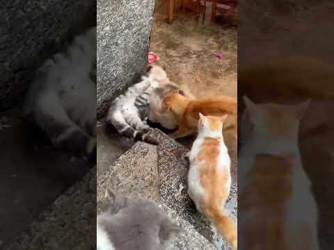 grup kavgası #kedi #cat #fighter #kavgaevde