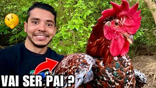 Dia de Saber se nosso FRANGO de Galinha GSB está enchendo ovos | Aves Recriar 