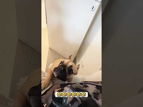 Mom =dog only weakness #funny #petsrule #mypet #pets #animals #youtube #funnypets