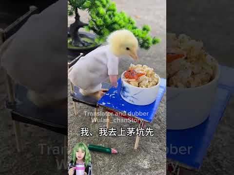 AYAM GAK MAU BELAJAR #funny