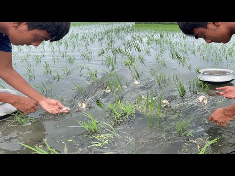 Amazing Fishing in Village - Traditional Net Fishing in rural village with beautiful nature