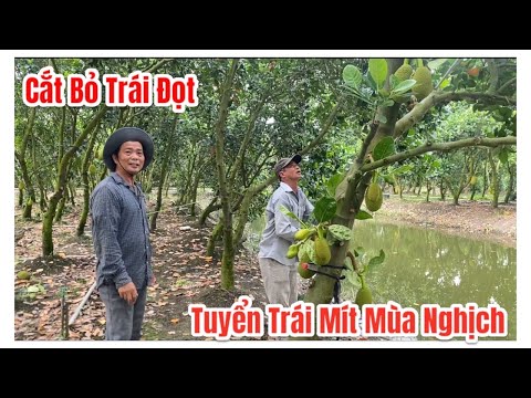 Học hỏi kinh nghiệm cách tuyển trái mít được to tròn đạt được loại mít nhất nhiều