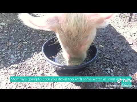 Poppy is a big fan of apple juice! 🐷🍎