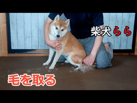 毛を取る