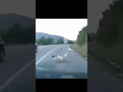 Poor dog has an accident on the road 🛣️😞