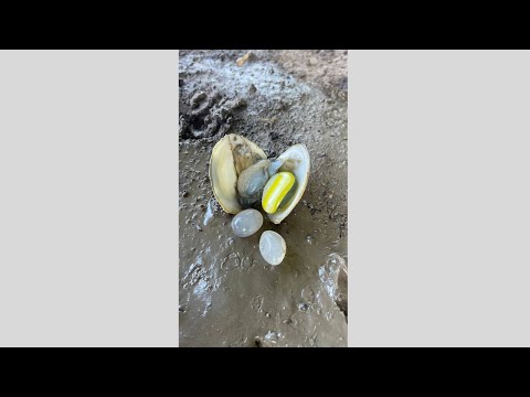 Colorful Pearl in Clam finding at Canal #shorts #clam #pearl