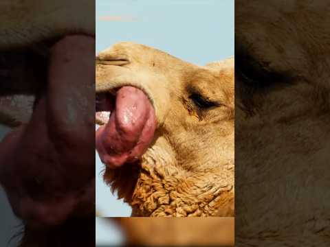 Why Camels Spit Out a Pink Bubble