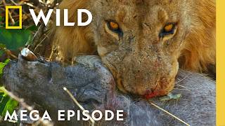 Thumbnail for the video "Sacrifices, Uprisings, & Rivalries | Savage Kingdom S2 & S4 MEGA Episode | Nat Geo Animals" from Nat Geo Animals