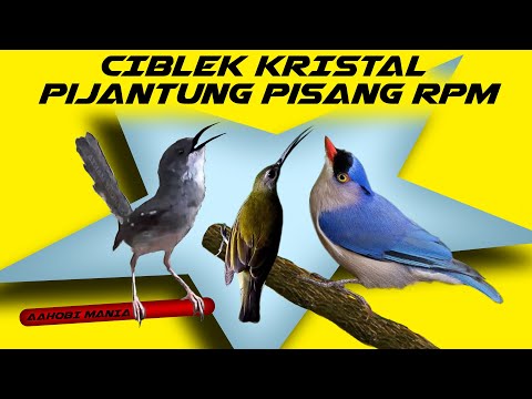Ciblek Kristal , Pijantung Pisang, RPM Jeda terapi air AMPUH