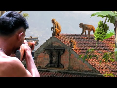 BERBURU HAMA LIAR KETIKA MONYET NAKAL MERUSAK RUMAH WARGA‼️