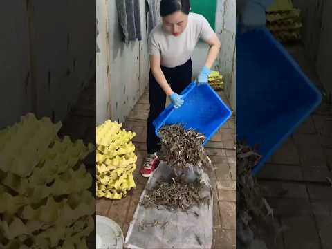 ๐ฆ๐พ My Village Life: Inside My Gecko Farm! ๐ฒโจ #gecko #lizard #life