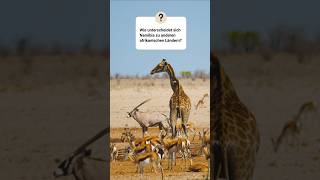 Nicht jede Safari ist gleich…