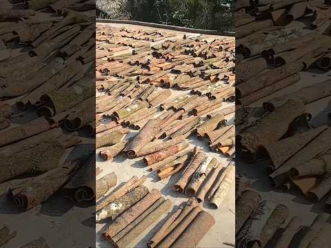 How Cinnamon Was Made From Tree 🤑