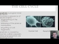 Exploring the Cell Cycle and Its Relation to Cancer