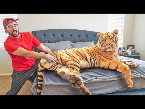 TIGER Comes into MY HOME !
